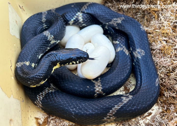 Russian Rat Snake